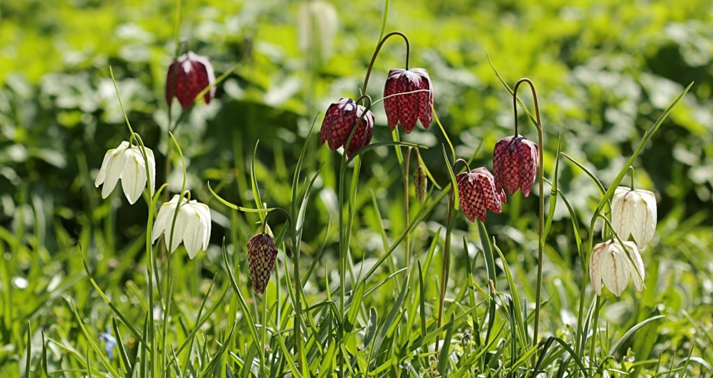 Fritillaria meleagris (c) Pixabay