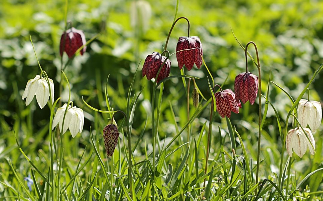 Fritillaria meleagris (c) Pixabay