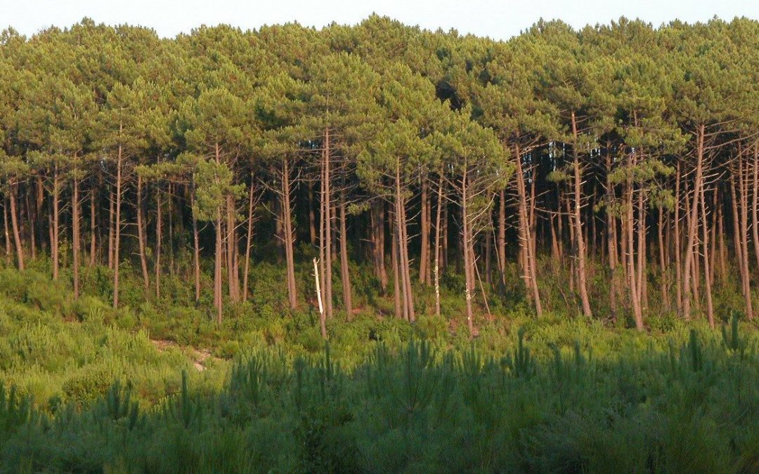 [ETUDE] Compensations écologiques en milieu forestier des Landes de Gascogne