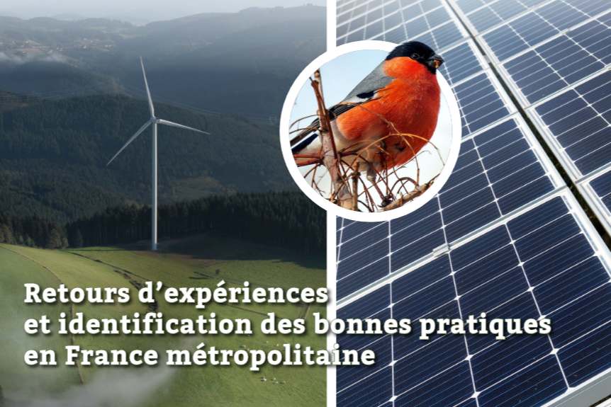Améliorer la prise en compte de la biodiversité dans la planification et la conception des projets éoliens et photovoltaïques : retours d’expériences et identification de bonnes pratiques en France métropolitaine